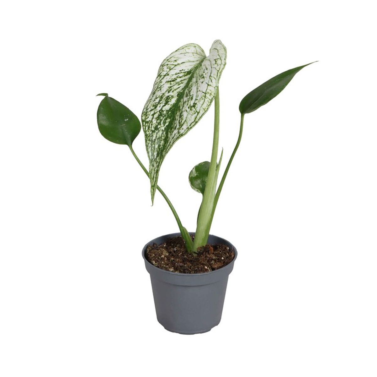 ケ*ン様 Monstera Devil Monster ミント DVM6701 Монстера 'Devil Monster' — Растения Оптовая FlorAccess