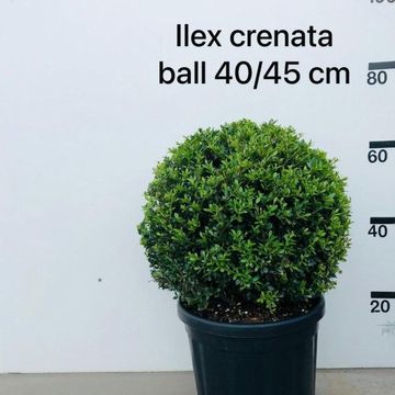 Ilex crenata 'Stokes'