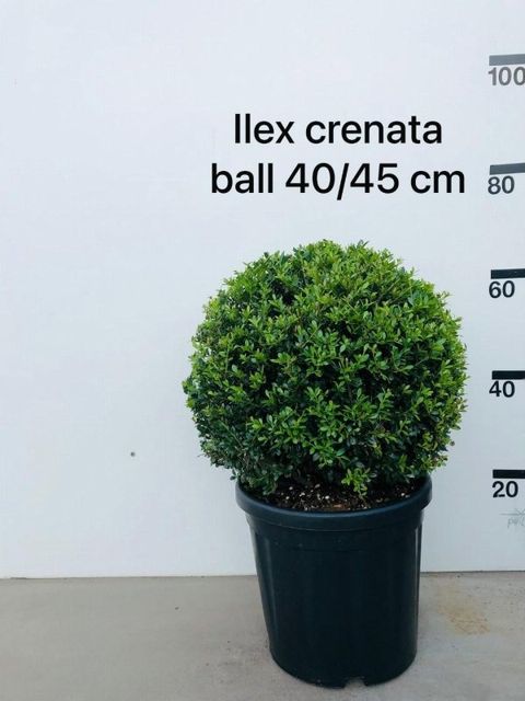 Ilex crenata 'Stokes'