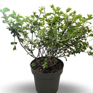 Hydrangea paniculata SUNDAE FRAISE