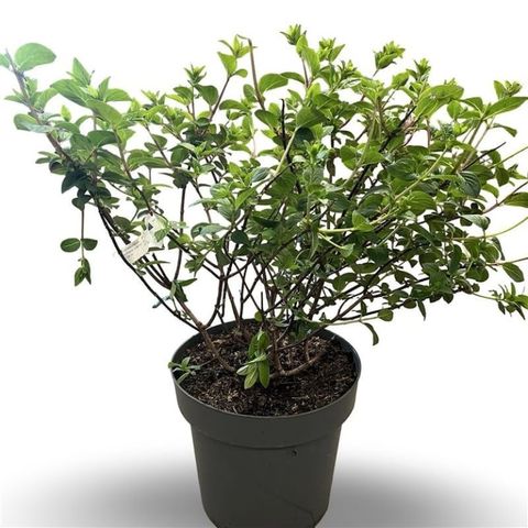 Hydrangea paniculata SUNDAE FRAISE