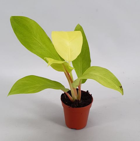 Filodendron 'Malay Gold'