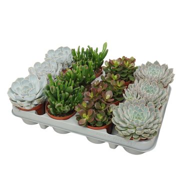 Succulenten MIX