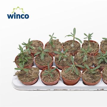 Pachypodium succulentum