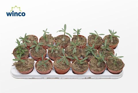 Pachypodium succulentum