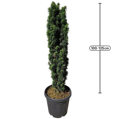 Taxus baccata 'Fastigiata Robusta'