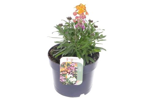 Erysimum LEYA RAINBOW GLOW
