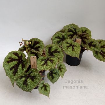 Begonia masoniana