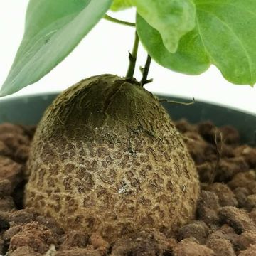 Dioscorea elephantipes