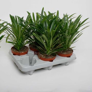 Pachypodium lamerei
