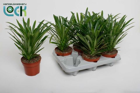 Pachypodium lamerei