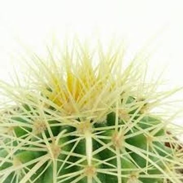 Echinocactus grusonii