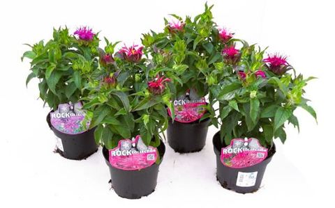 Monarda BALMY PURPLE