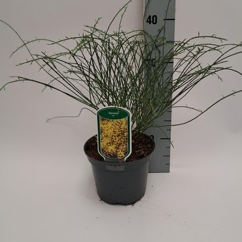 Genista lydia