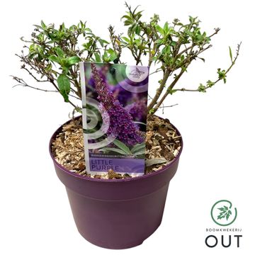 Buddleja davidii BUTTERFLY CANDY LITTLE PURPLE