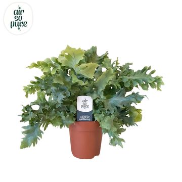 Phlebodium aureum DAVANA