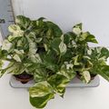 Epipremnum 'Manjula'