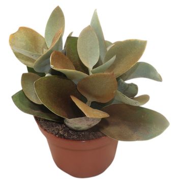 Kalanchoe orgyalis