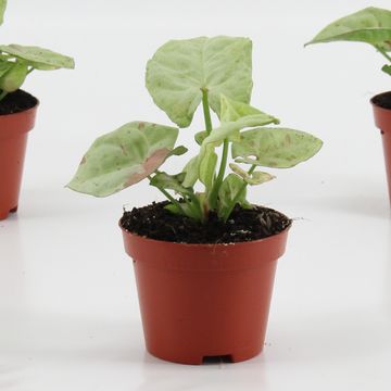 Syngonium 'Confetti'