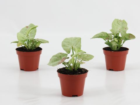 Syngonium 'Confetti'