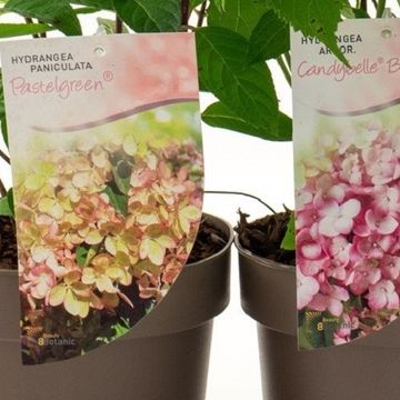 Hydrangea paniculata MIX