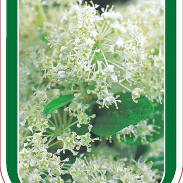 Ceanothus thyrsiflorus '’Millerton Point’'