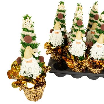 Chamaecyparis lawsoniana 'Ellwoodii'