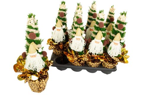 Chamaecyparis лавсониана 'Элвуди'