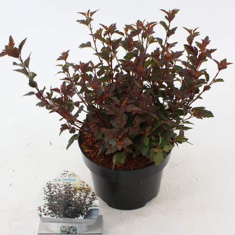 Physocarpus opulifolius LITTLE JOKER