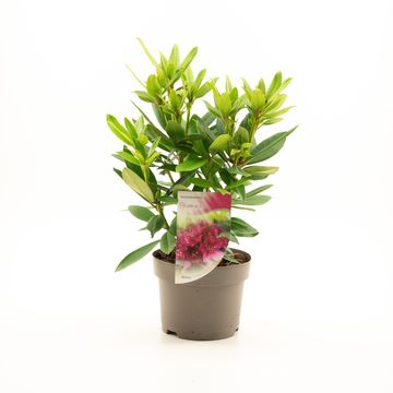 Rhododendron 'Polarnacht'