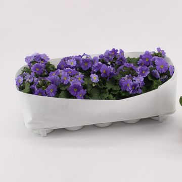 Primula obconica SWEET KISSES AMORE DARK BLUE