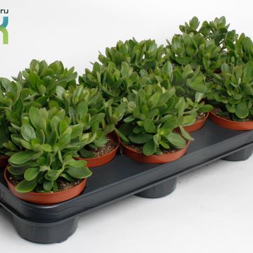 Crassula 'Moneymaker'