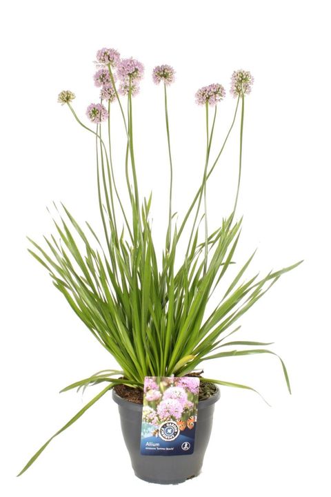 Allium 'Summer Beauty'