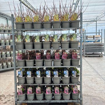 Hydrangea serrata MIX