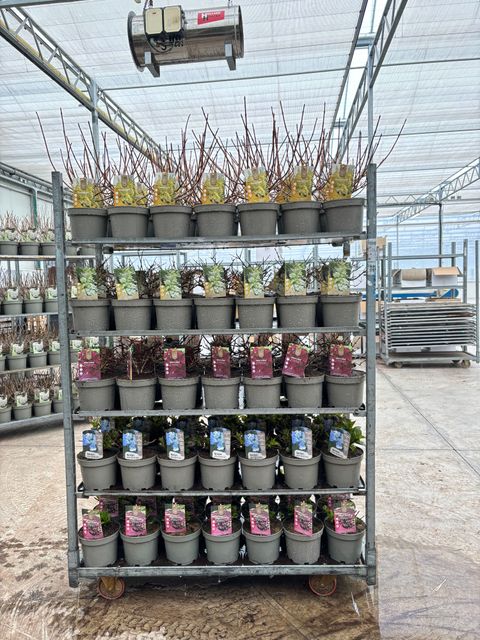 Hydrangea serrata MIX