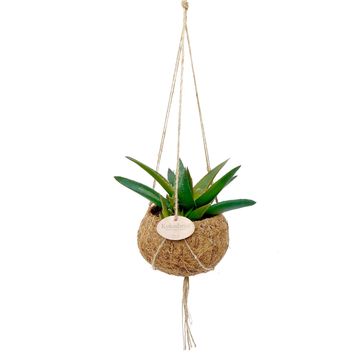 Hanging plants MIX