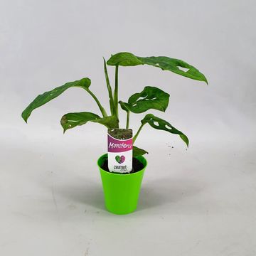 Монстера. obliqua 'Monkey Leaf'