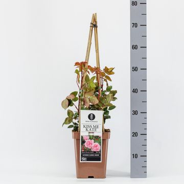 Rosa KISS ME KATE