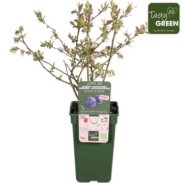 Vaccinium corymbosum BLUE ROMA