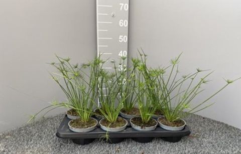 Cyperus papyrus 'Little Pharaoh'