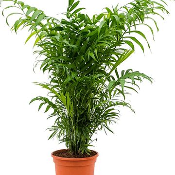 Chamaedorea elegans