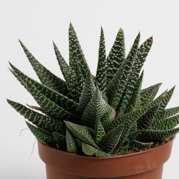 x Gasterhaworthia 'Royal Highness'