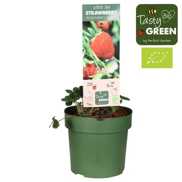 Fragaria x ananassa 'Delizzimo'