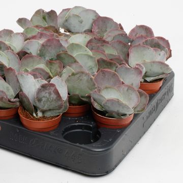 Cotyledon undulata