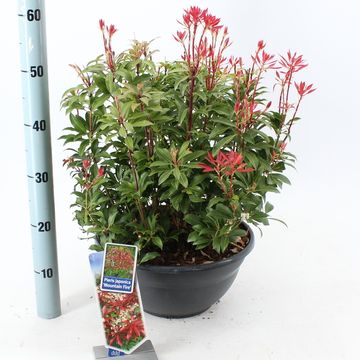 Pieris japonica 'Mountain Fire'