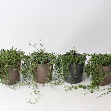 Senecio MIX