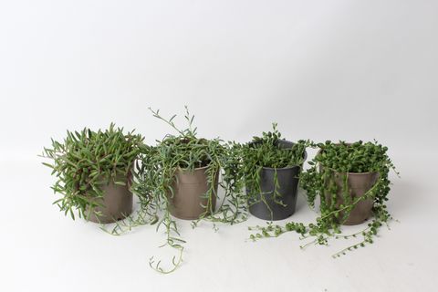 Senecio MIX