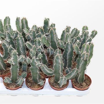 Euphorbia polyacantha