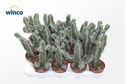 Euphorbia polyacantha
