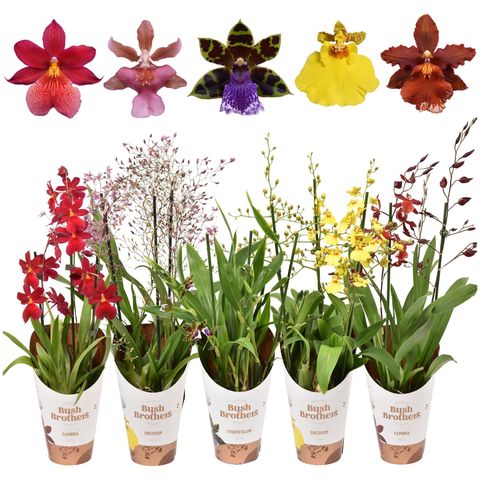 Orchidee MIX
